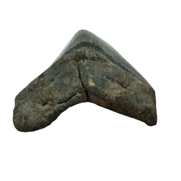 Prehistoric Otodus Megalodon Fossilized Shark Tooth Massive Top Quality Specimen - Picture 5 of 9